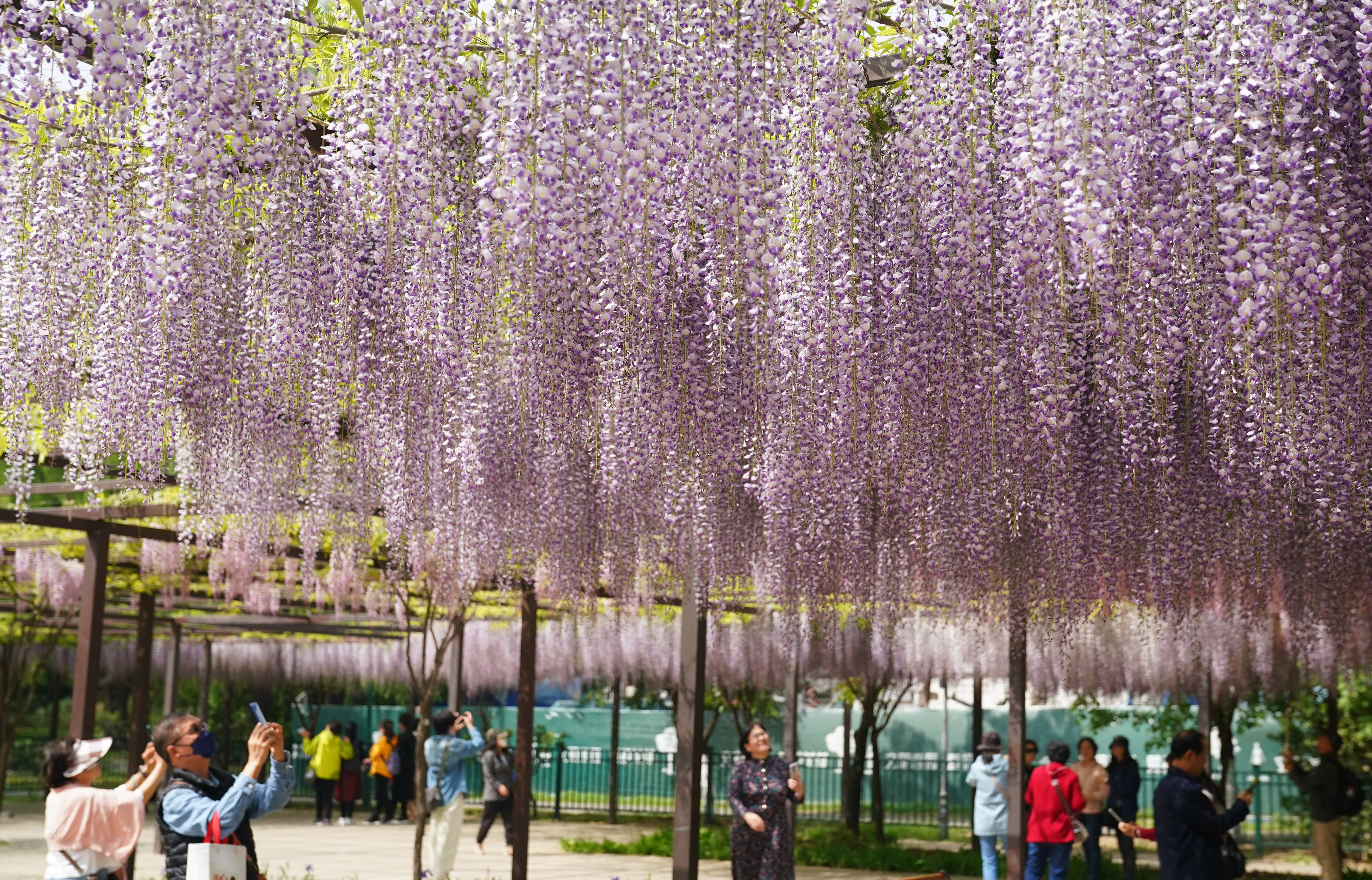 玉渊潭紫藤花海,紫色的海洋歌曲原唱