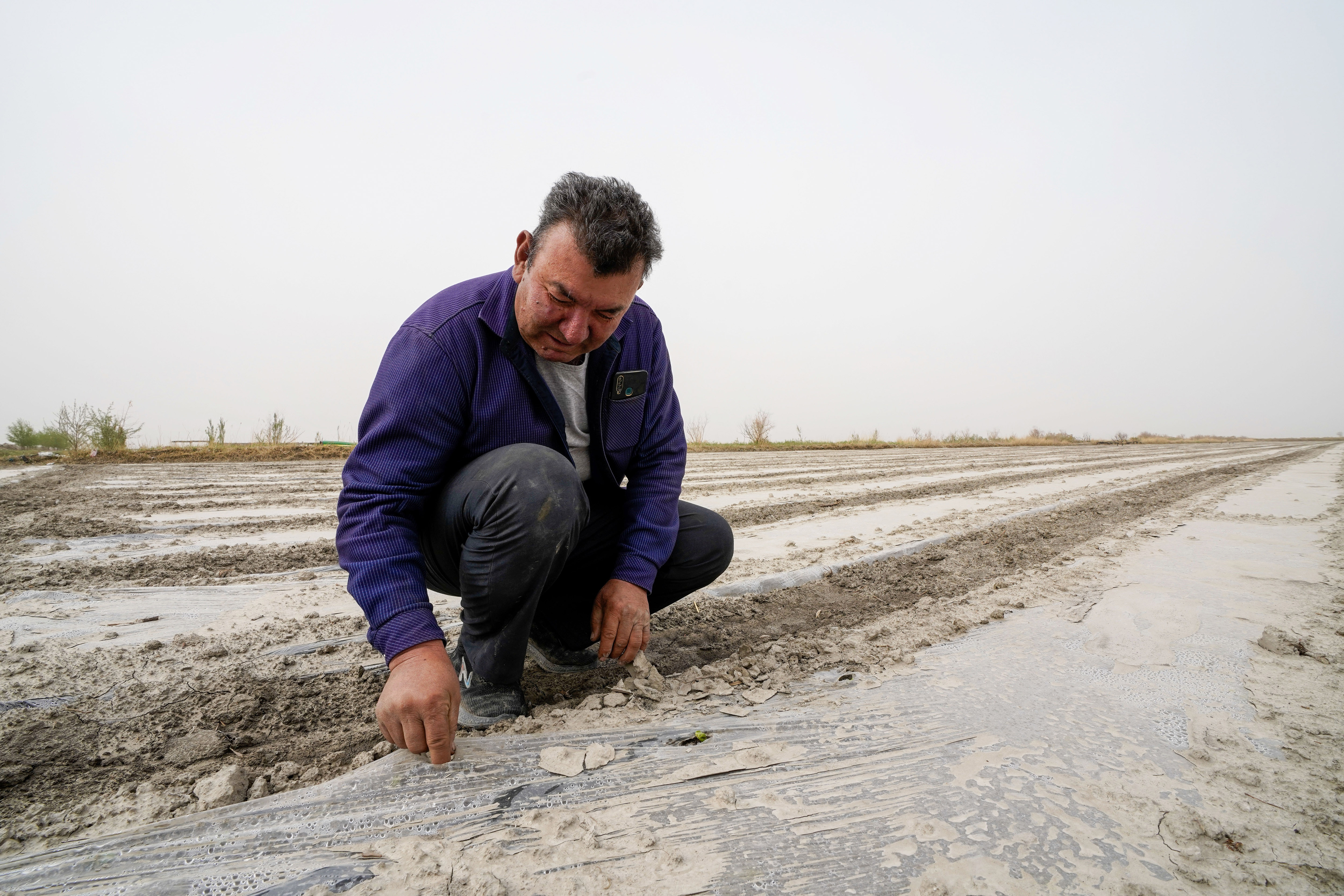 棉花本来的颜色,社会四季的变化