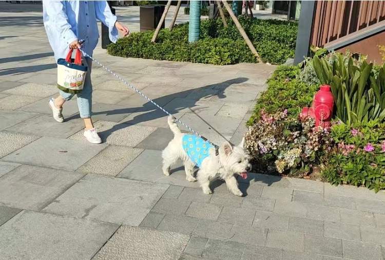 “五一”人气预警！上海这座“公园里的新天地”即将开业！打卡古宅小店、体验非遗游船，近千平宠物公园免费玩