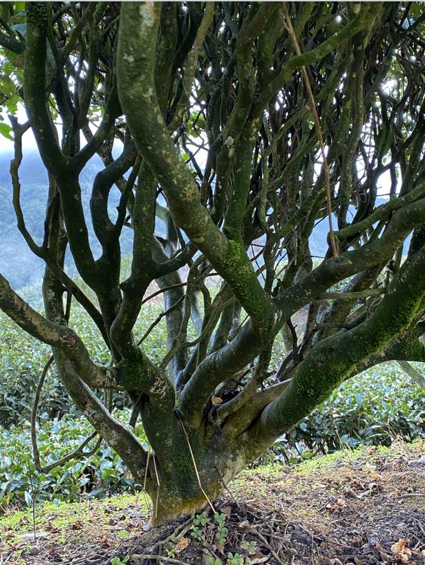 茶农在什么平台上推广茶最有效,茶农如何做好茶叶品牌