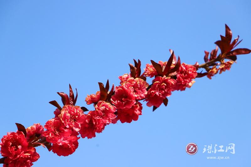 春约致远,悄然有变