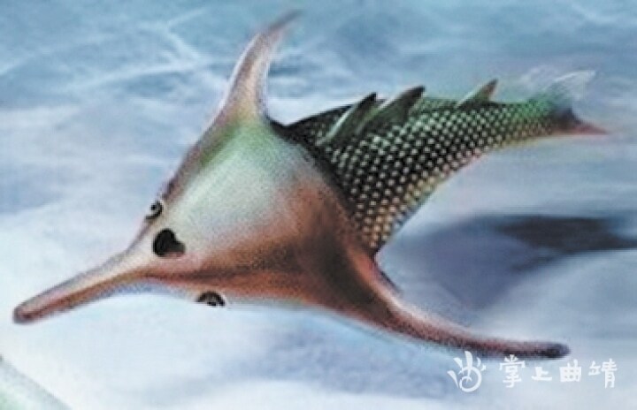 那块缺失的“拼图”——丘比特华南鱼