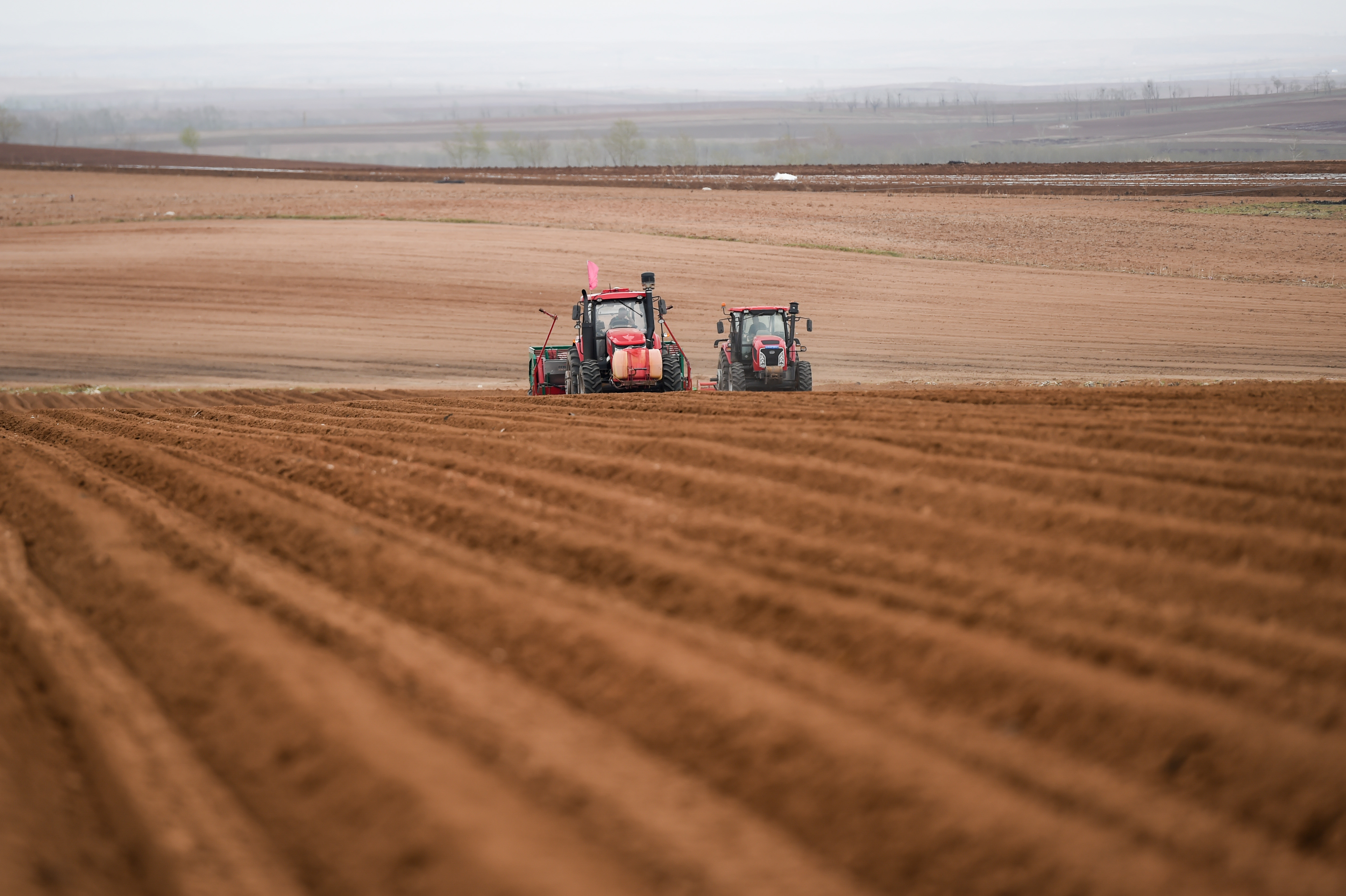 呼和浩特马铃薯播种,呼和浩特哪个区域马铃薯多