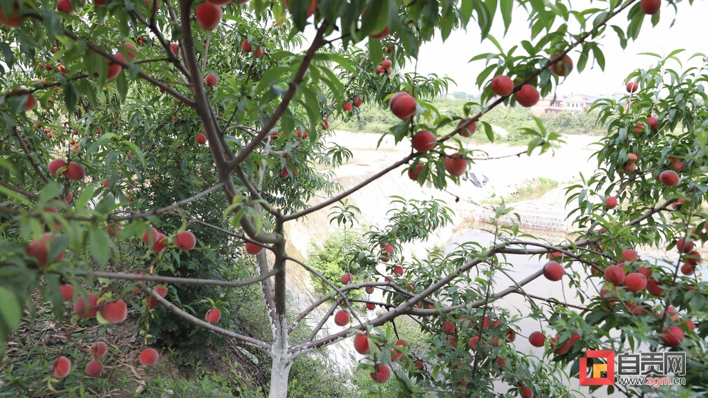 沿滩摘黄桃,山区小果园红桃现摘现发