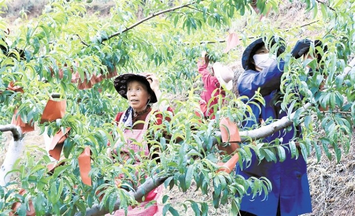 鹿小桃,鹿小桃家庭农场