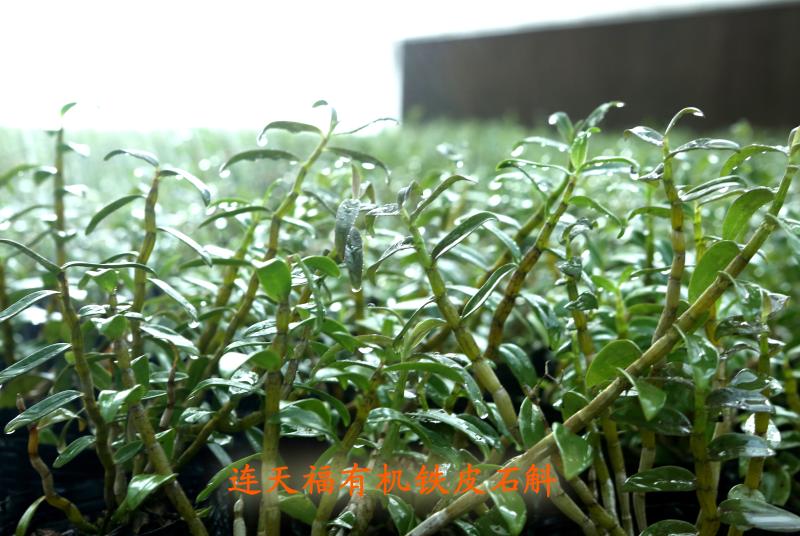 山海人家·共同富裕的故事丨连城“伟”业,石斛优育,冠豸山下致富忙