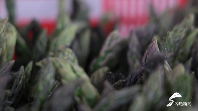 尖尖小芦笋撑起大产业,德州临邑芦笋