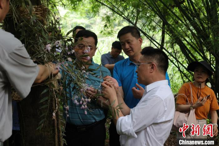 珍稀物种石斛,广东始兴石斛