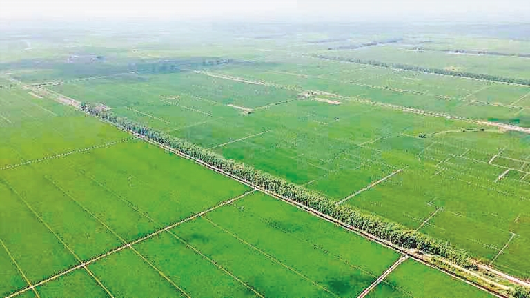 “二次创业”新征程走进北大荒农业股份⑥北大荒农业股份青龙山分公司以砥砺前行之帆推二次创业之船