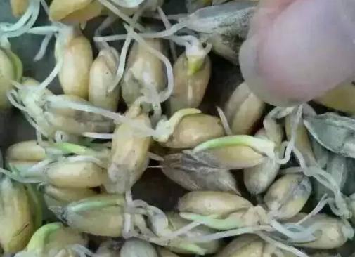 小麦从变质到霉变要多长时间,小麦秸秆霉变了怎么样处理