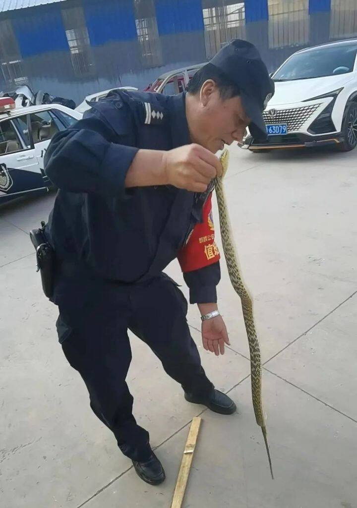 吓人视频突然出现一条蛇,车里突然发现一条蛇