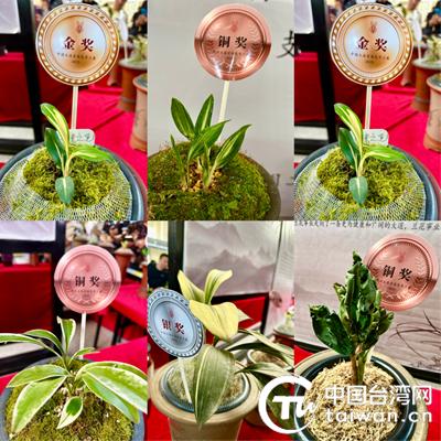 昆明兰展900多万兰花,2018年兰展天价兰花