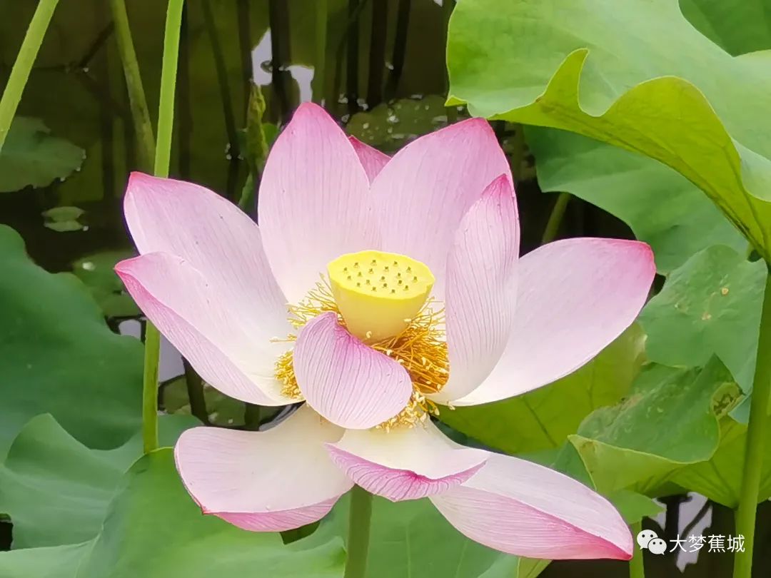 又是一年荷花盛开的季节荷花真美,又到了一年欣赏荷花季节