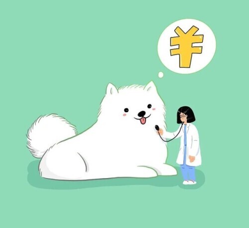 看一次兽医多少钱,宠物医疗现状监管空白乱象丛生