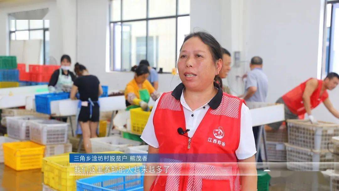 稻虾养殖产业发展情况,淡水养虾新模式亩赚7000元