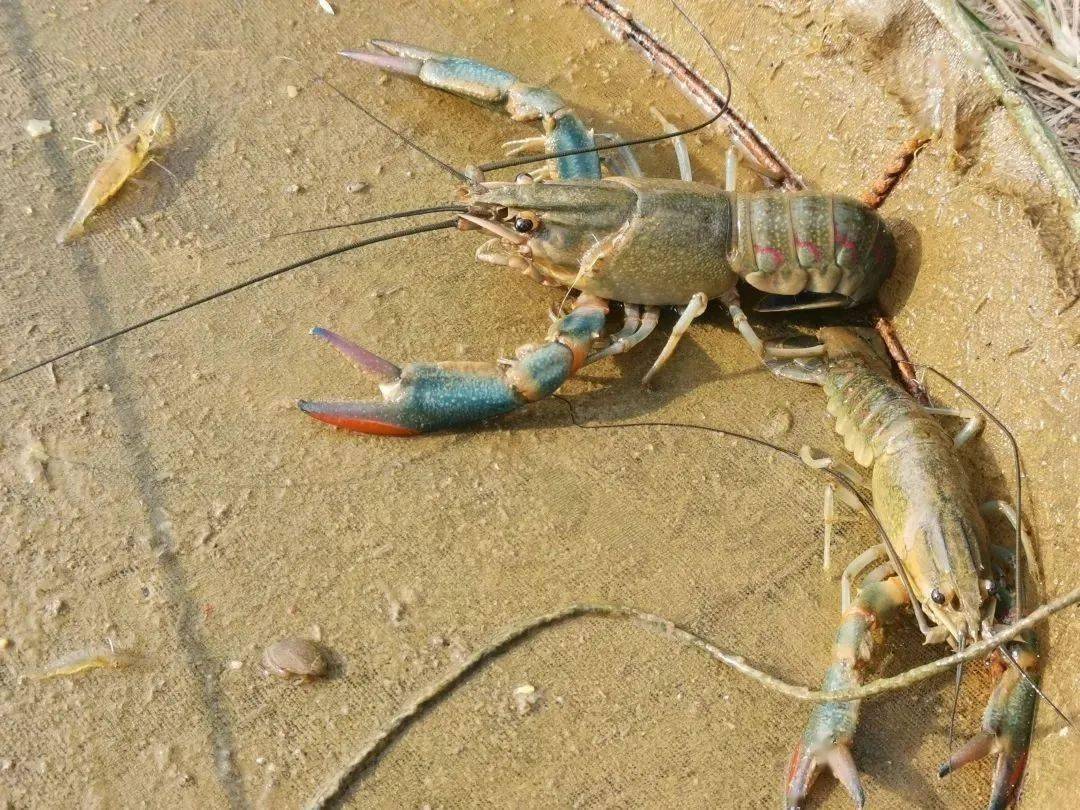 养殖虾赚钱的最佳方法,养殖淡水虾一亩地能赚多少钱