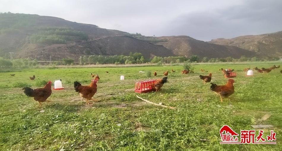 农村创业养殖林下生态散养鸡,养殖鸡带动贫困户致富
