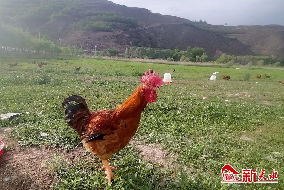 林下养殖鸡经济效益,农村创业养殖林下生态散养鸡