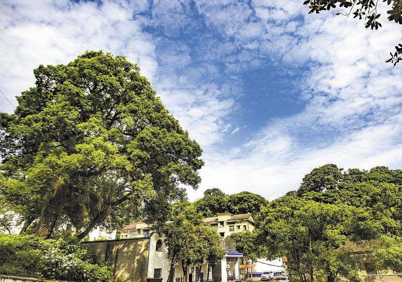 湖南原始森林千年古树,益阳浮邱寺古树