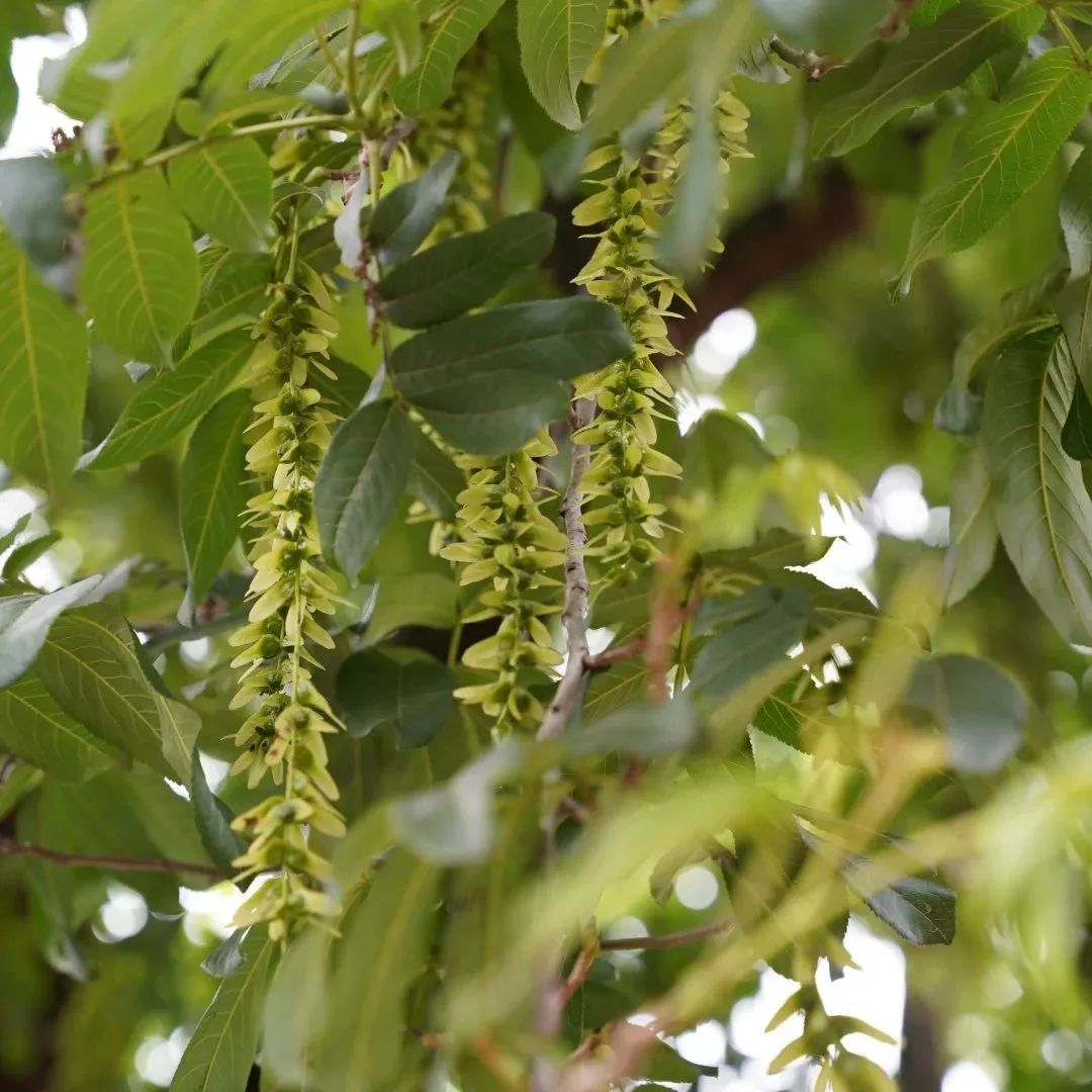 寻找鄂城最美村落｜泽林：云梦泽畔多芳草