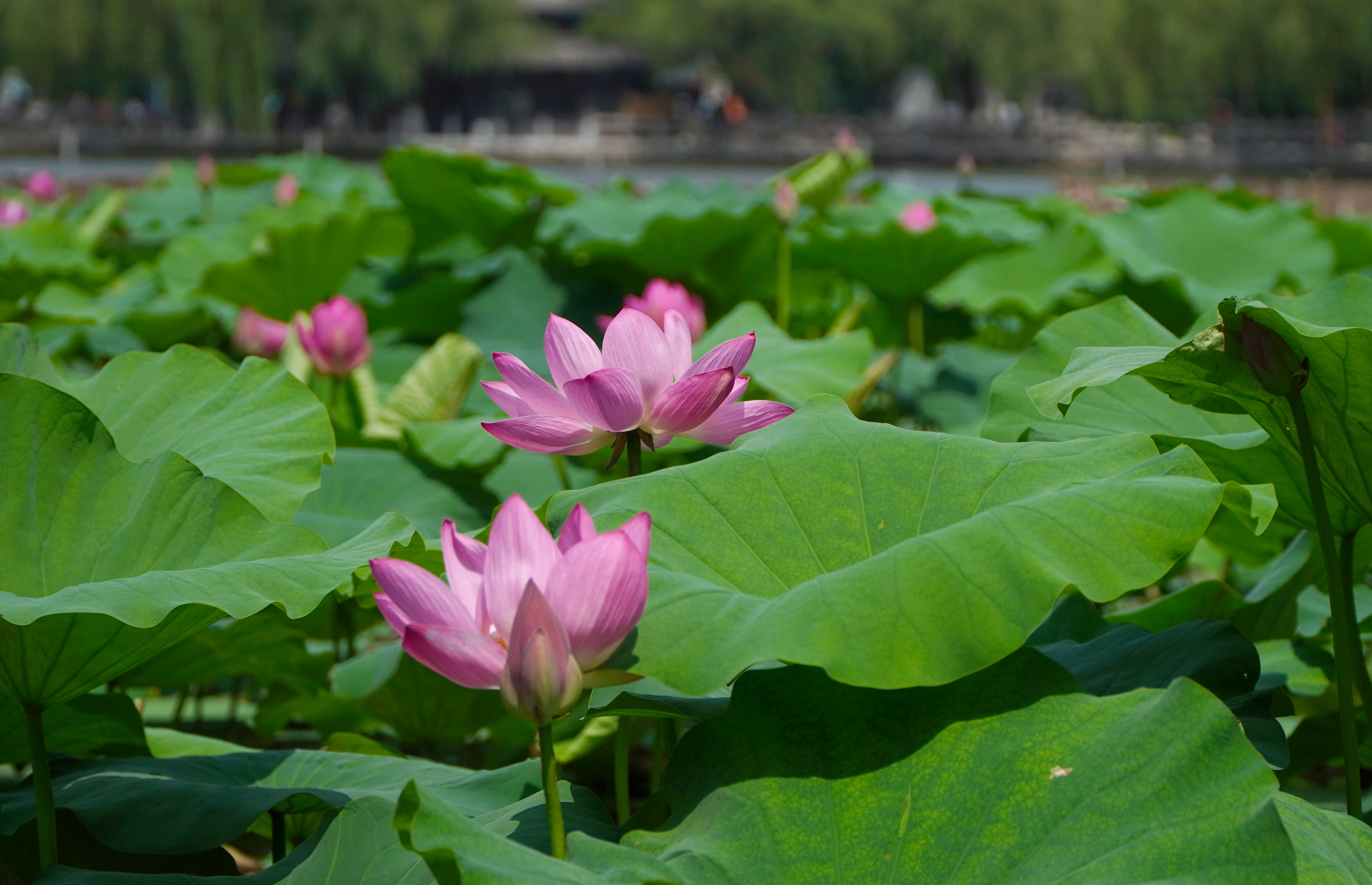 秋天济南大明湖还有荷花吗,济南大明湖荷花什么时候看最好