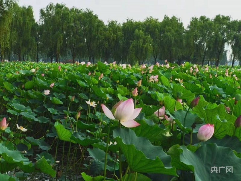 南京高淳荷花开了,高淳荷花展