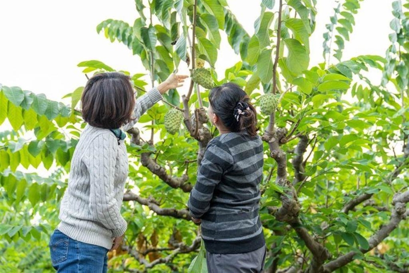台湾陈吉仲被质询视频,台东释迦最新状况
