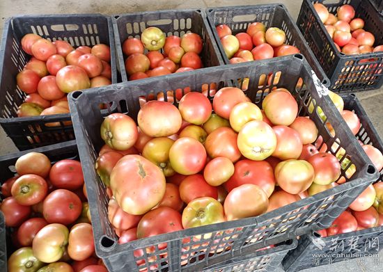 黄州区“新农人”借力网络“快车”,用“小屏幕”打开果蔬“大市场”