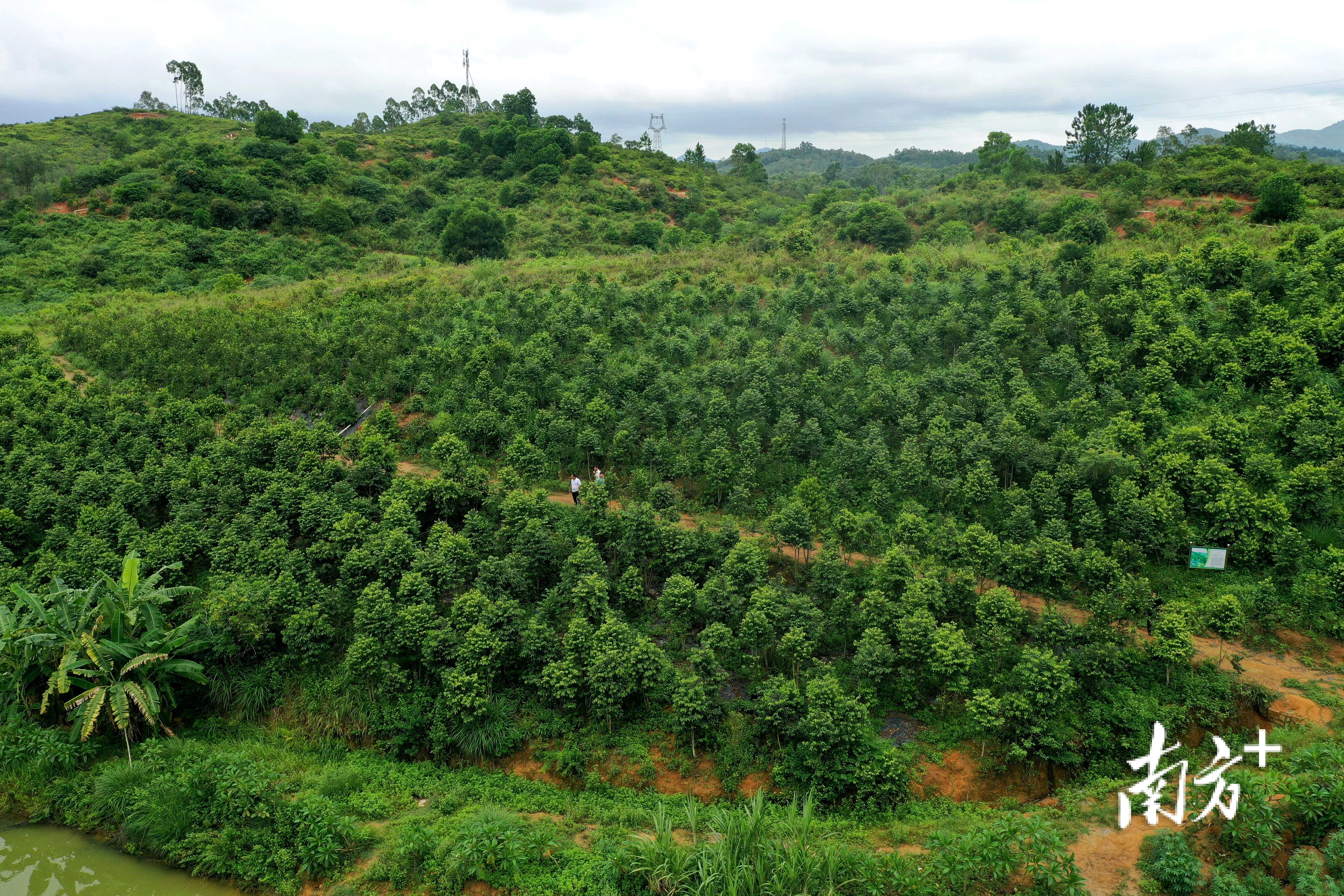 村级集体经济的奖励文件,村级集体经济收入奖励办法