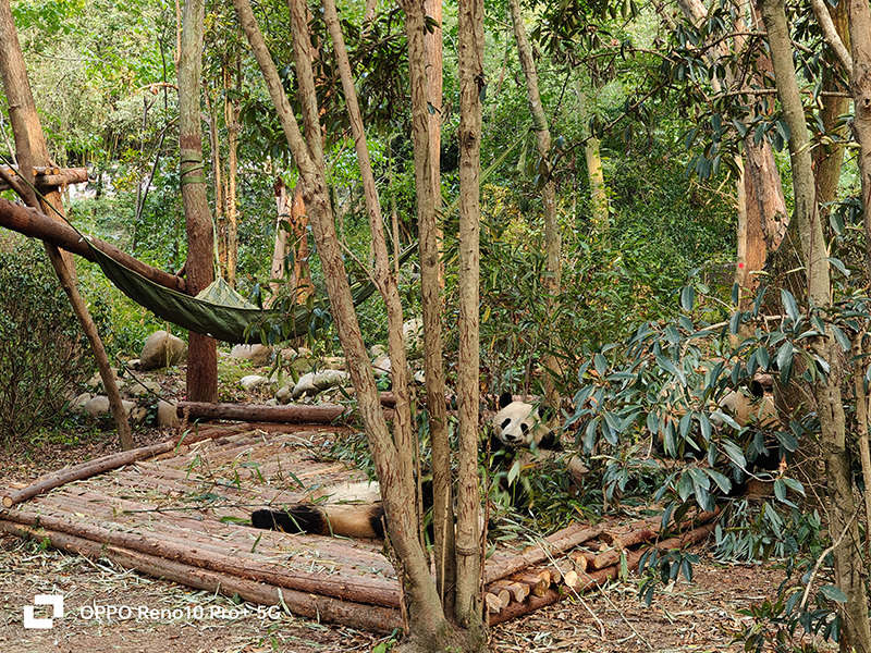 夏季成都短期旅游推荐,重庆和成都夏季旅游哪个更适合