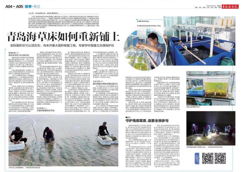 江苏海草床面积,海草床严重退化该如何修复