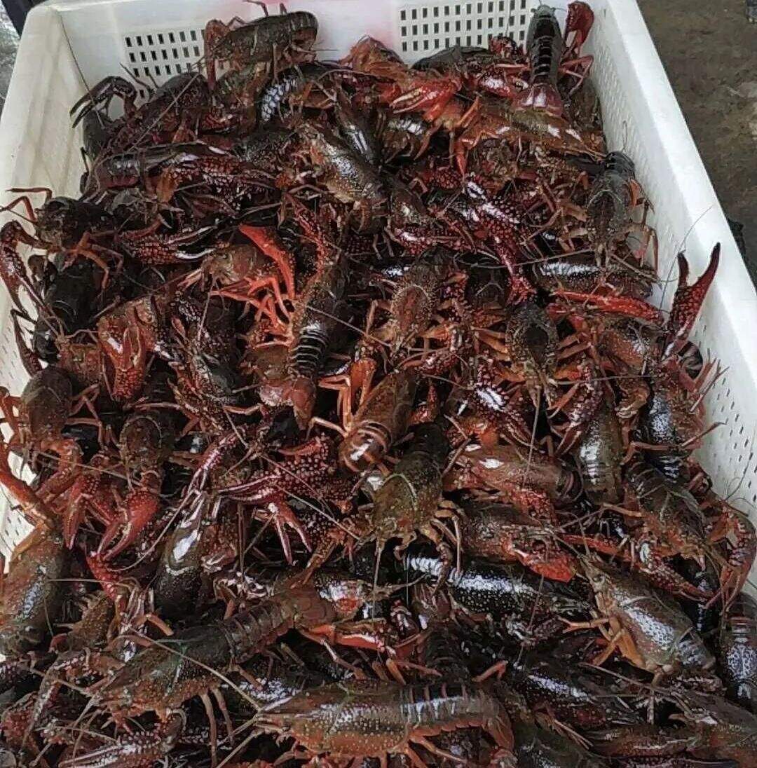 很多昆明人爱吃！夜宵界“夏日顶流”的价格或将上涨