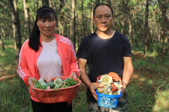 开屏策划｜上哪找菌、怎么识菌？云南捡菌“老司机”这样说→