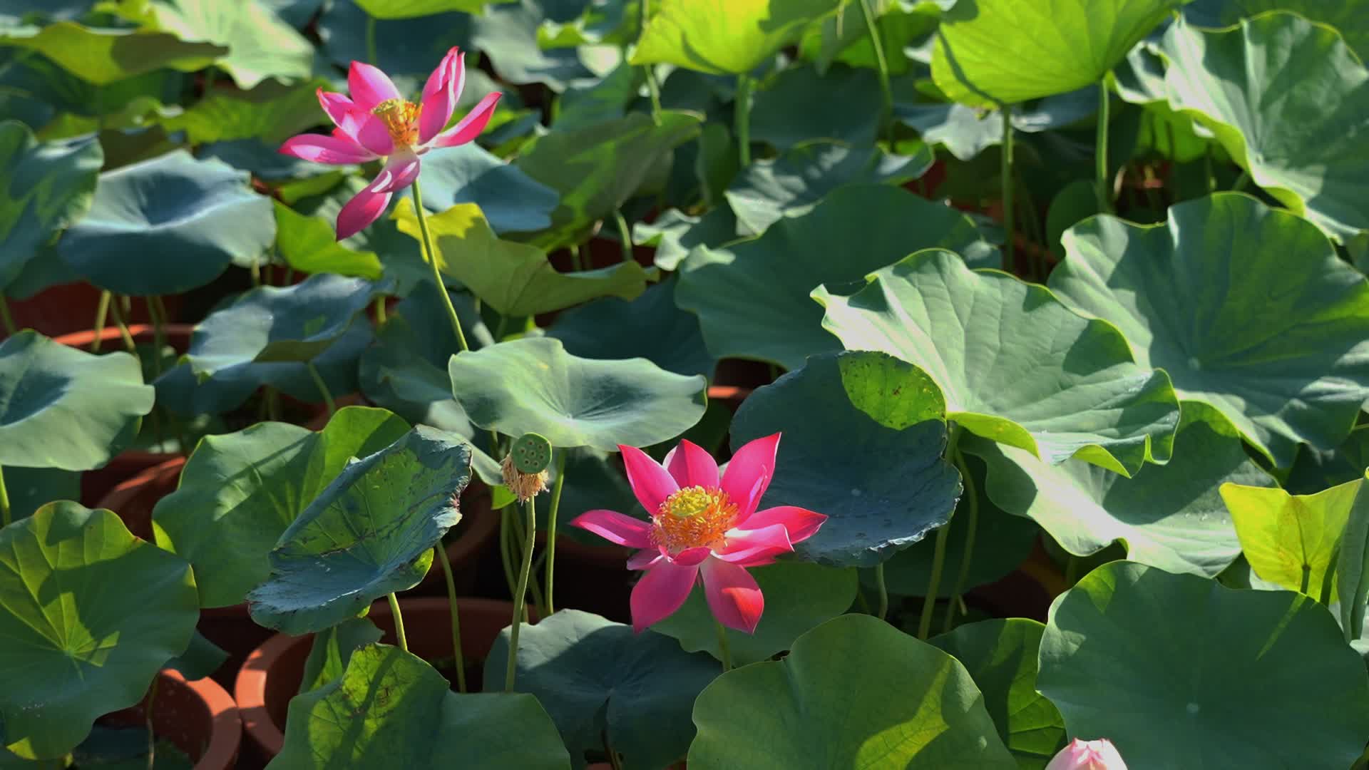 【‘荷’美与共】“荷”你相遇“莲”动盛夏