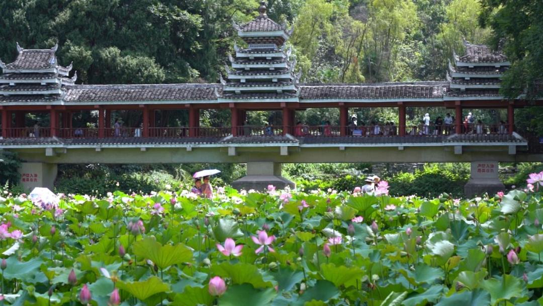 贵阳春天赏花打卡点,爽爽贵阳繁花似锦赏花季