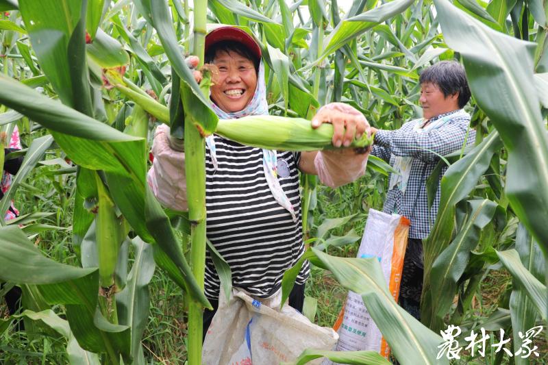 三农采访,三农记者战“三伏”