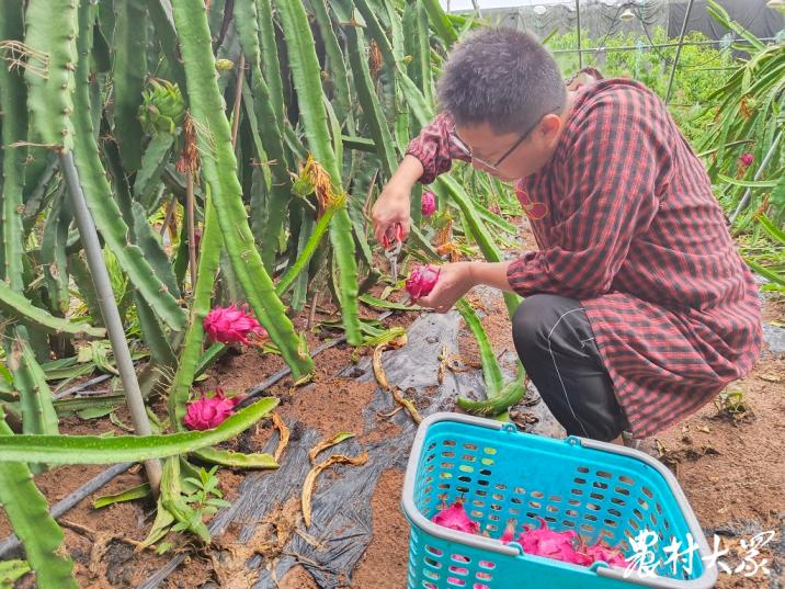 三农种植火龙果,三农火龙果种植技术