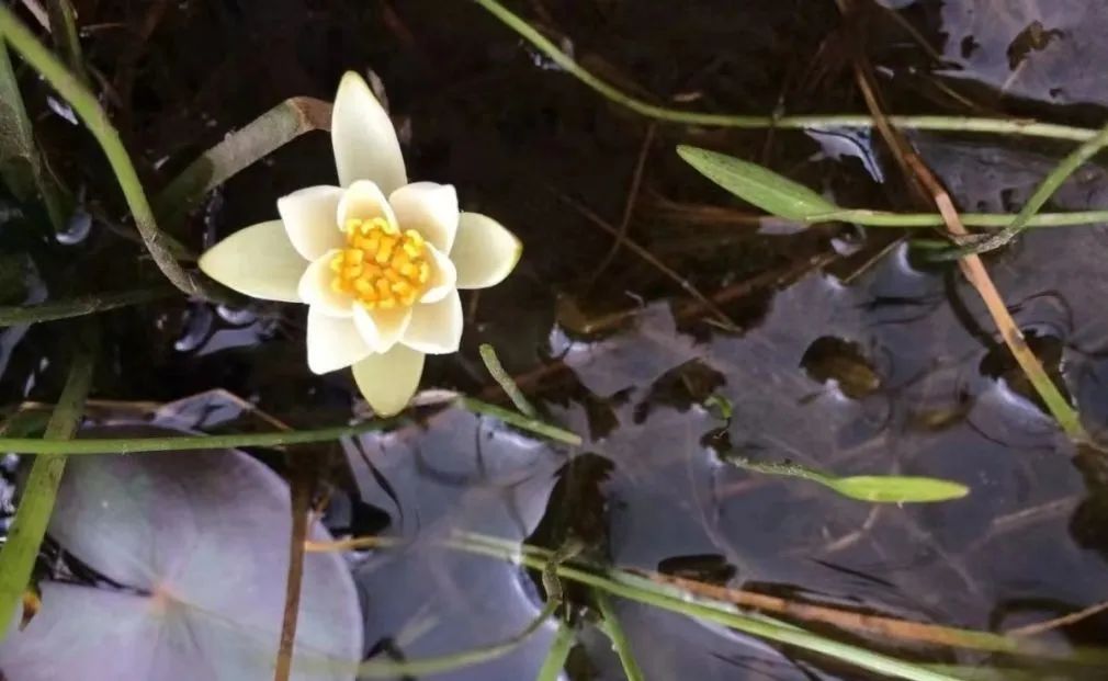 【东洋溪流域】群峰之巅——龙岗头