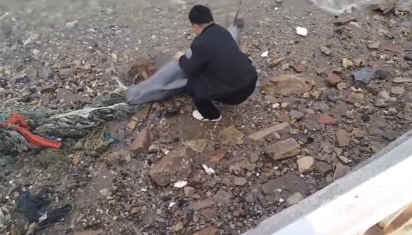 小江豚搁浅多方联手营救,青岛一景区再现江豚搁浅