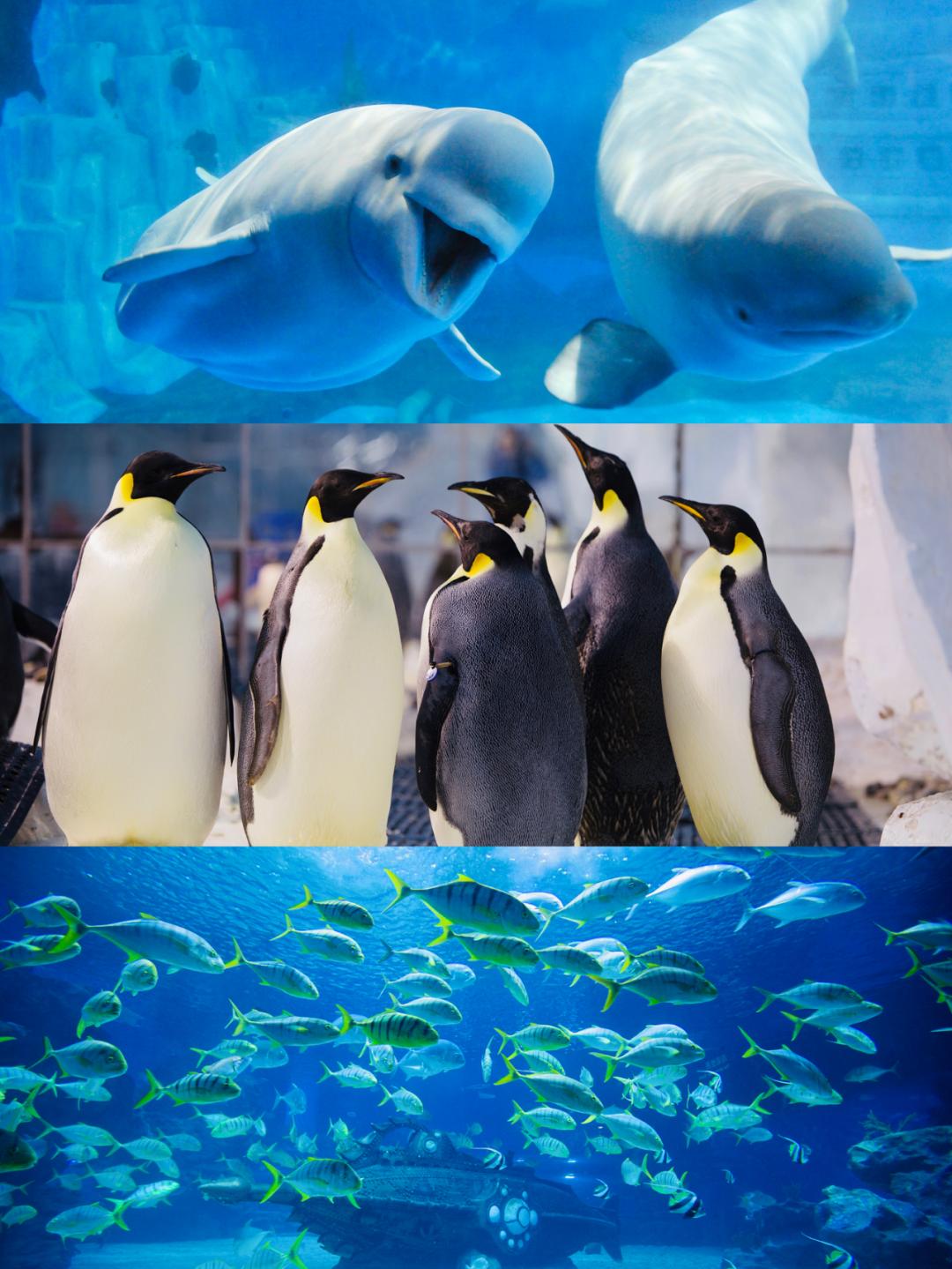 海昌海洋公园落户福州,海昌海洋公园北京城市副中心