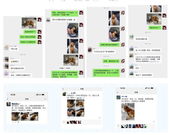 杭州突降暴雨道路积水事件,暴雨里的金毛