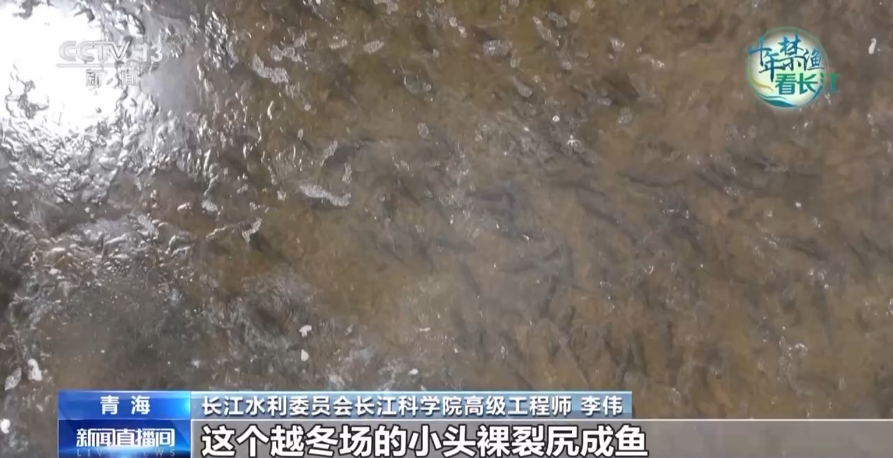 长江禁渔鱼类数据变化,长江禁渔三年多鱼儿们过得怎么样