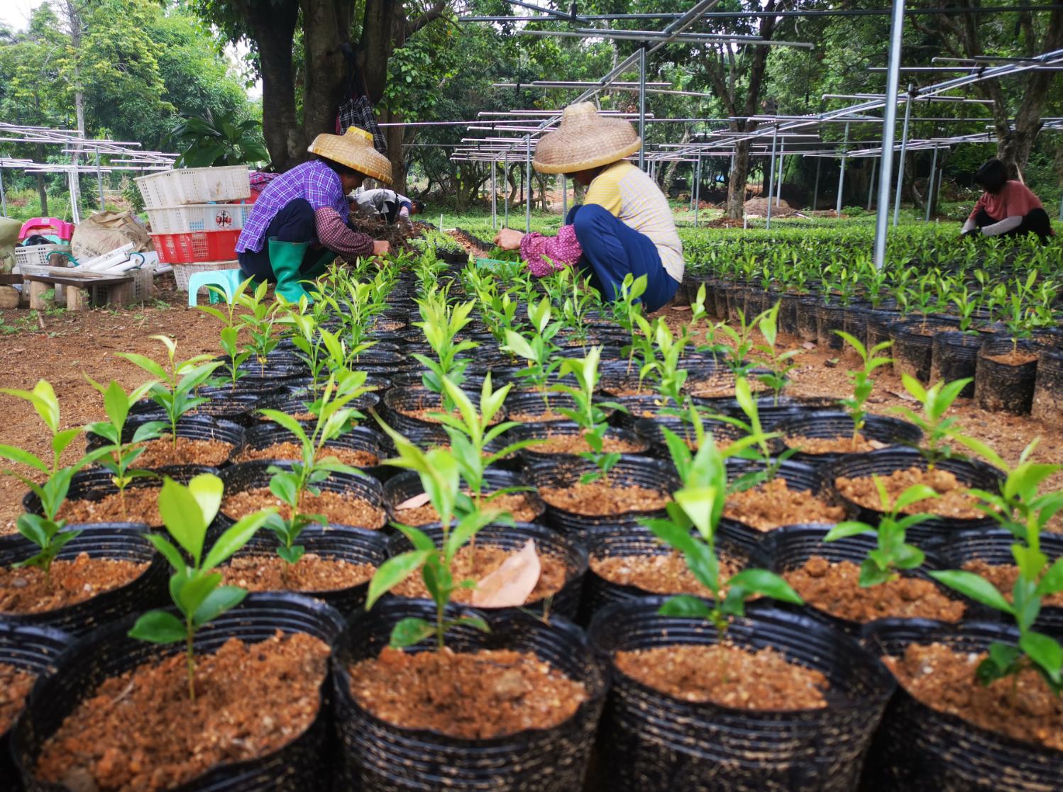 惠州绿棋沉香怎么样,惠东绿棋楠沉香礼盒