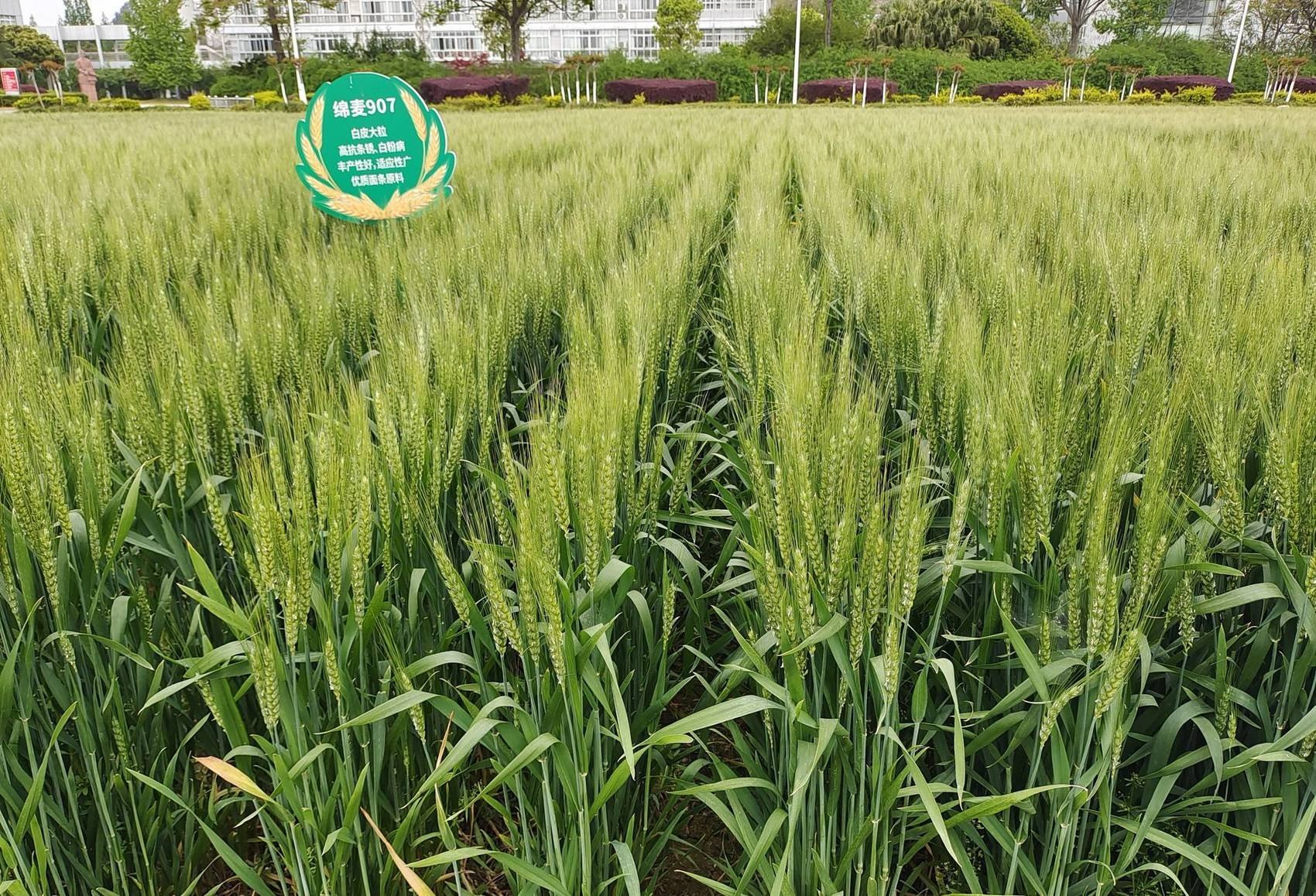 科创未来小制作,低筋小麦粉做馒头的方法