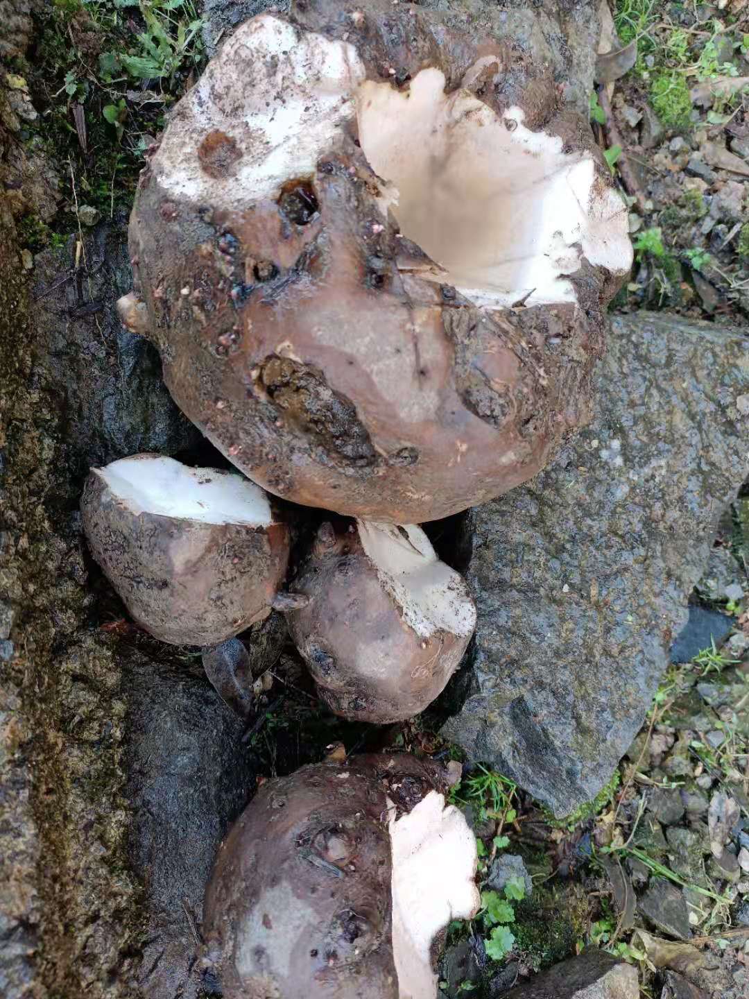 乡愁魔芋,魔芋乡愁