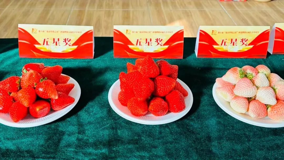 昌平可以摘草莓的地方,昌平摘草莓