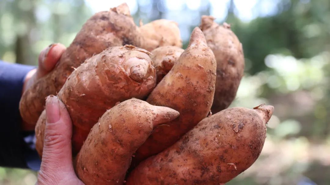 贵州天麻山货,黔东南布依族山货天麻