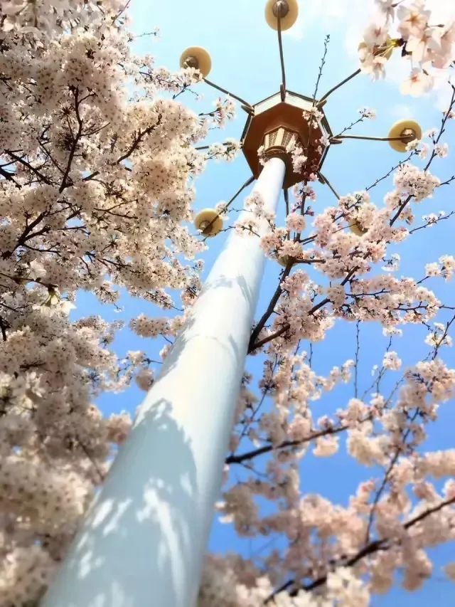 潍坊哪里的樱花最好,潍坊樱花大道在哪里