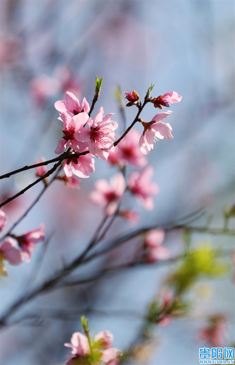 多彩贵州花漾中国走进黔西南,多彩贵州花漾中国兴义